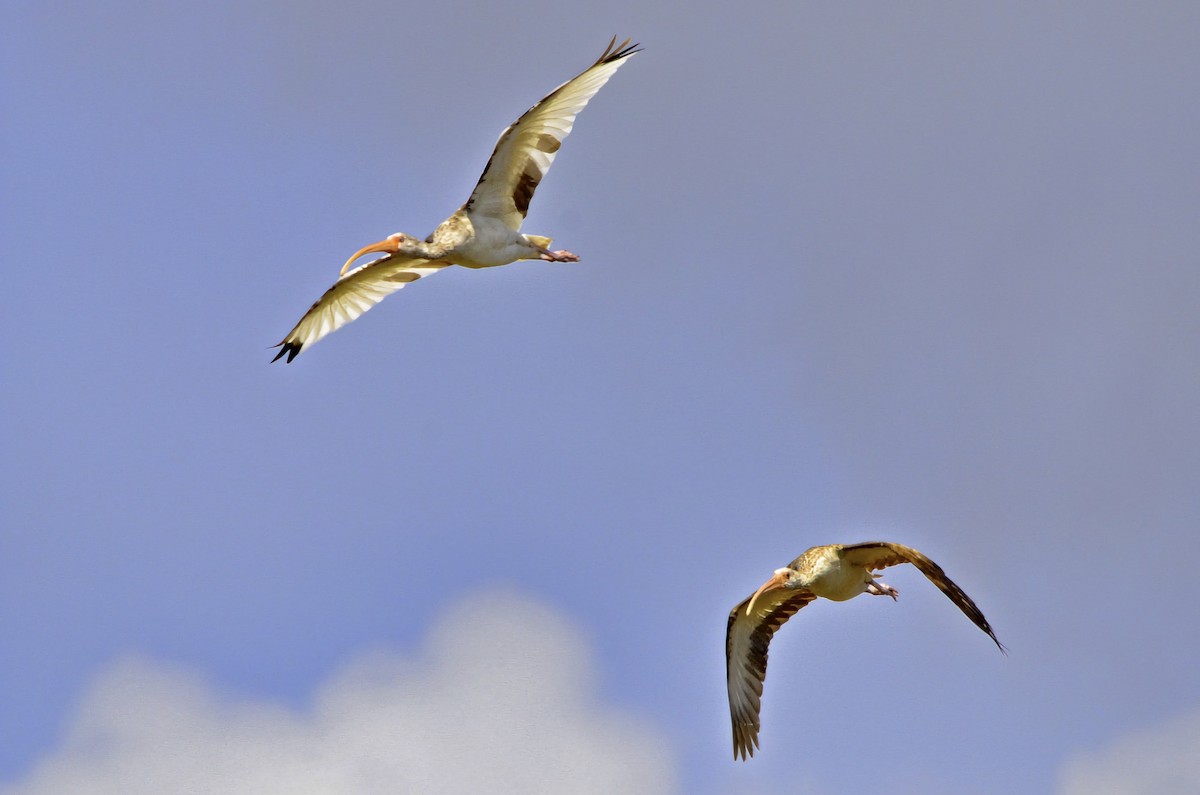 White Ibis - ML646717437