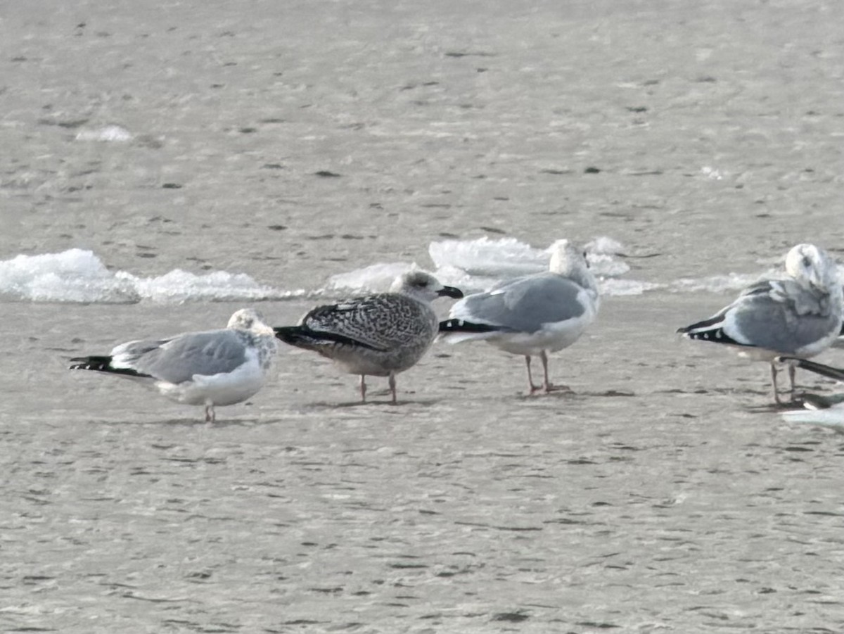 Great Black-backed Gull - ML646717439
