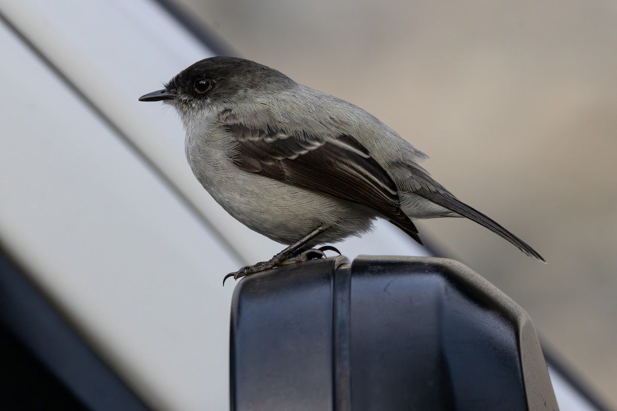 Torrent Tyrannulet - ML646717442