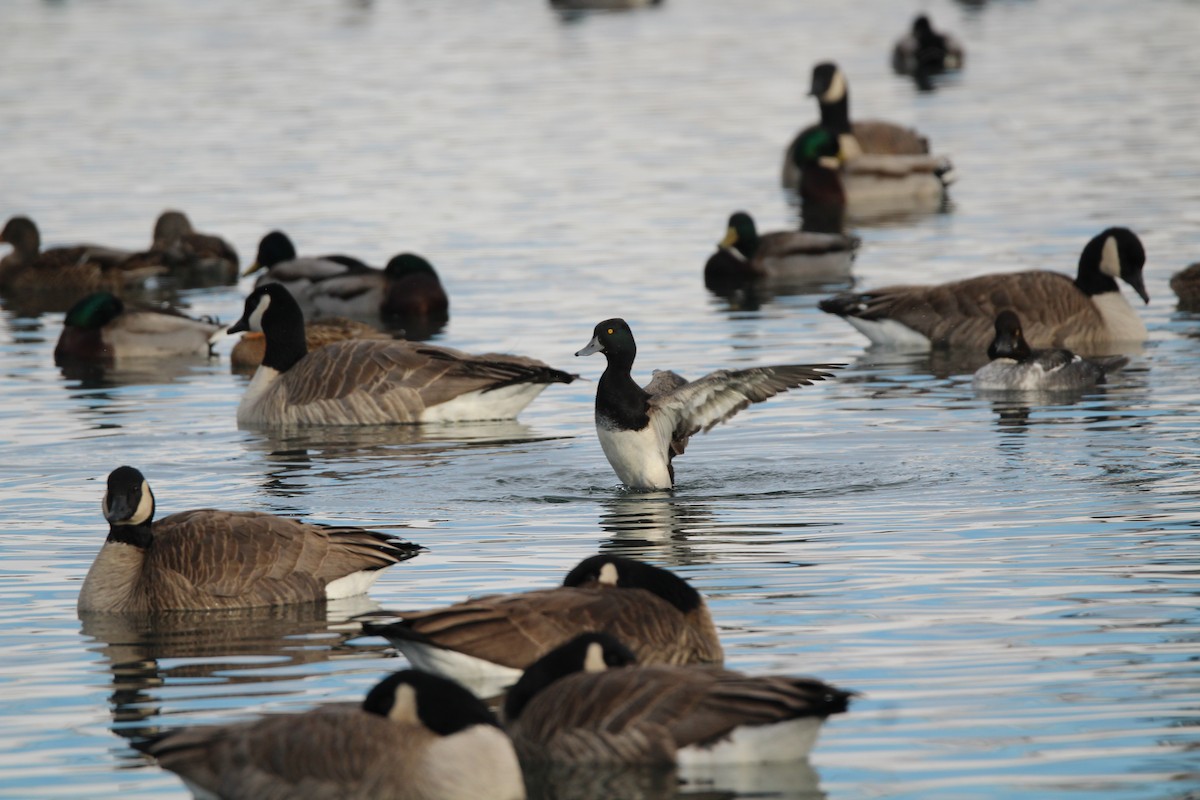 Lesser Scaup - ML646717443