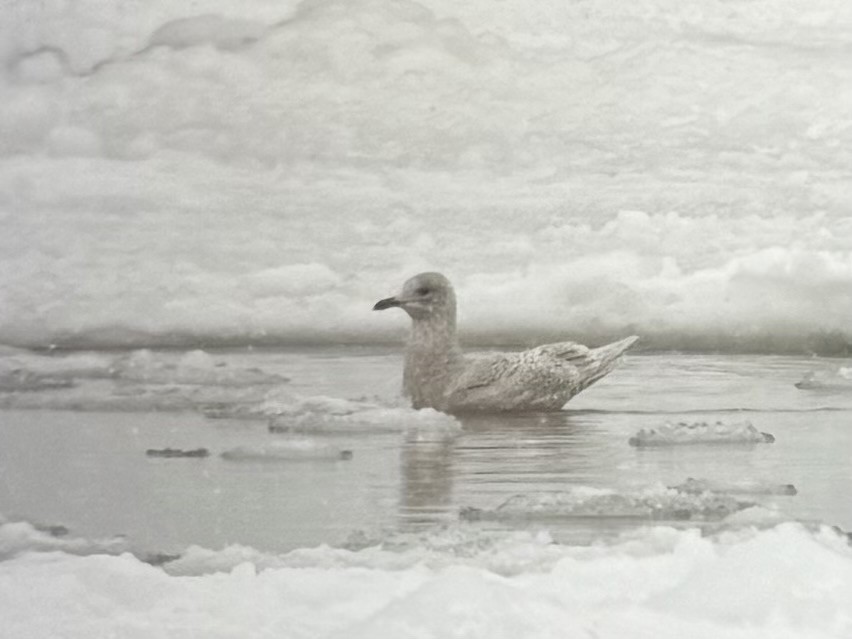 Iceland Gull - ML646717444