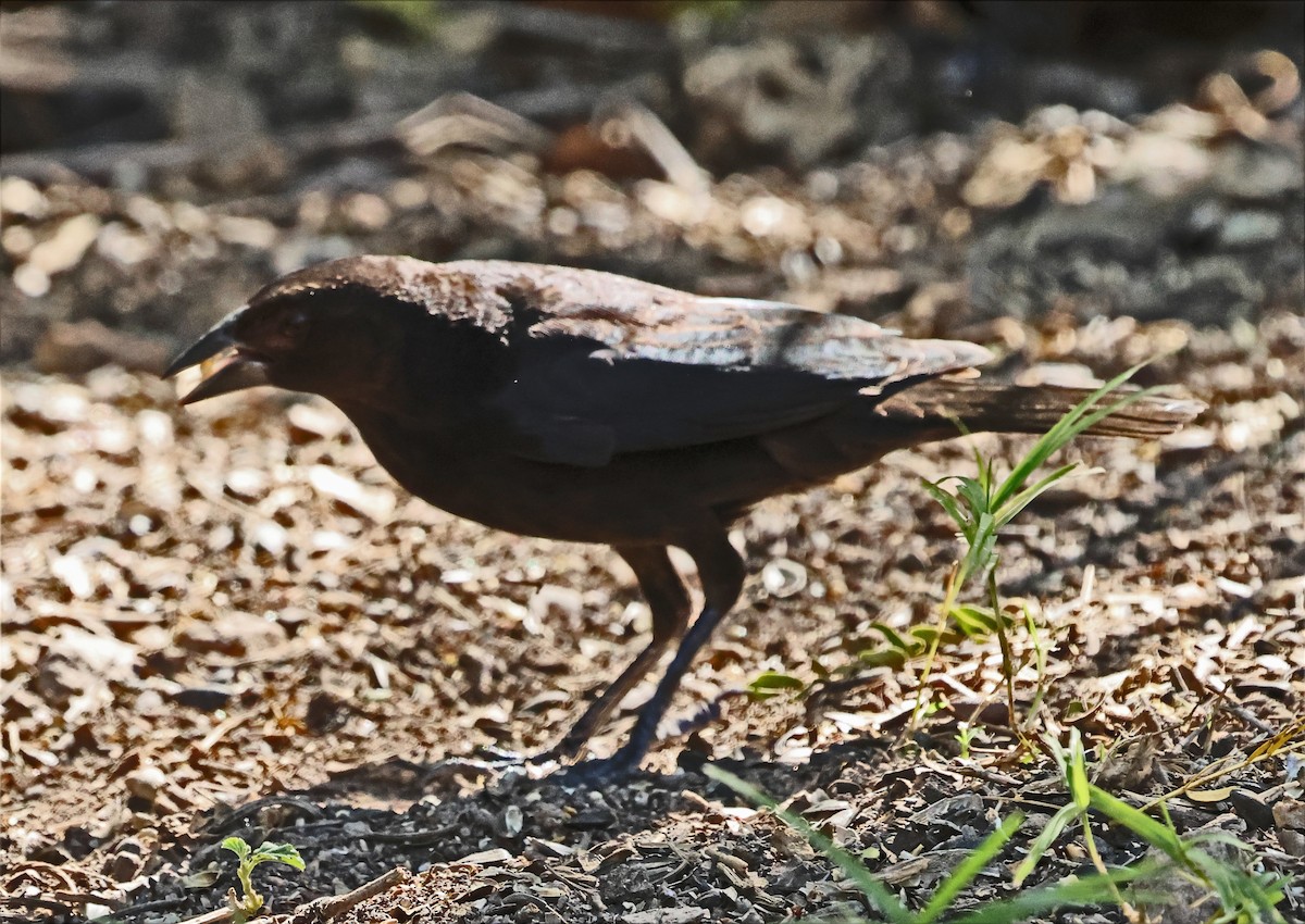 Bronzed Cowbird (Bronzed) - ML646717447