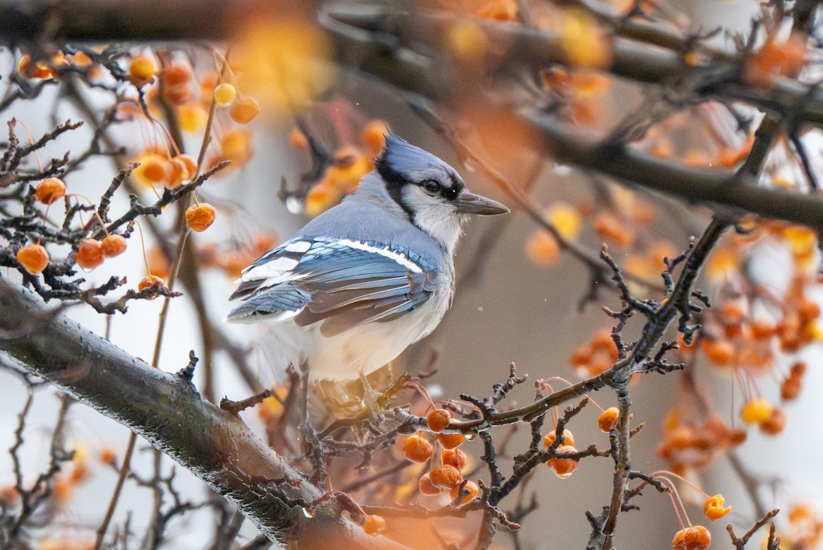 Blue Jay - ML646717448