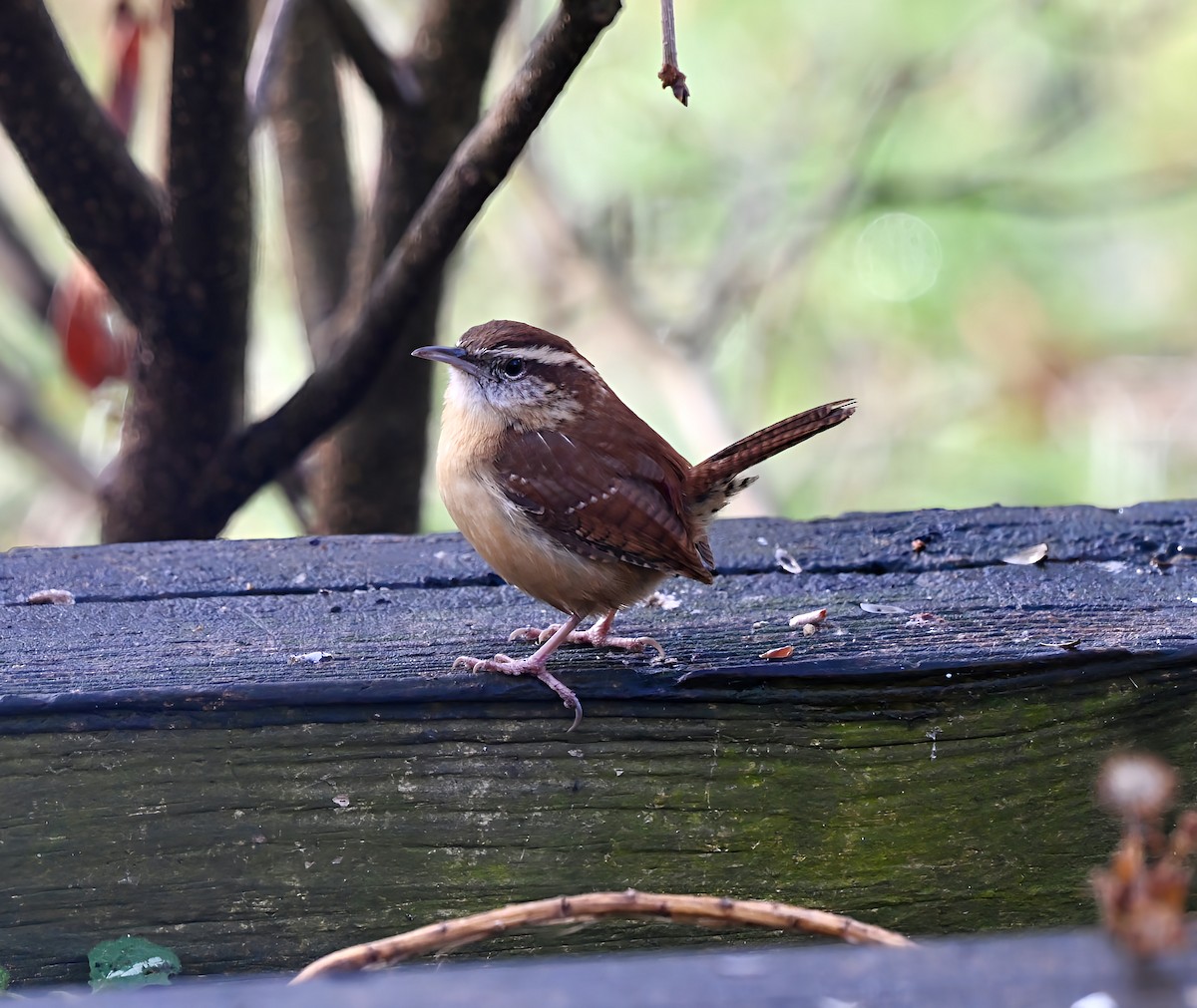 Karolina Çıtkuşu - ML646717449