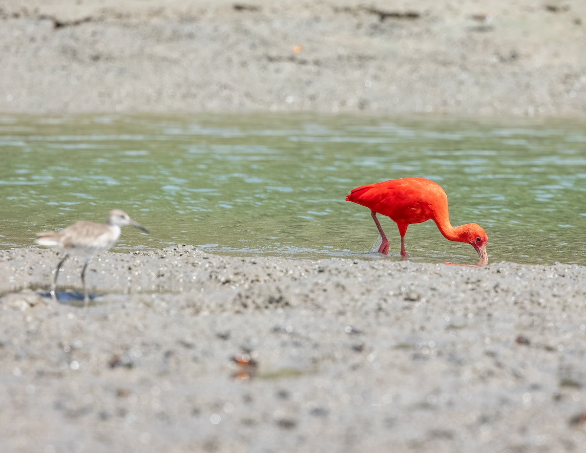 Al Aynak - ML646717451