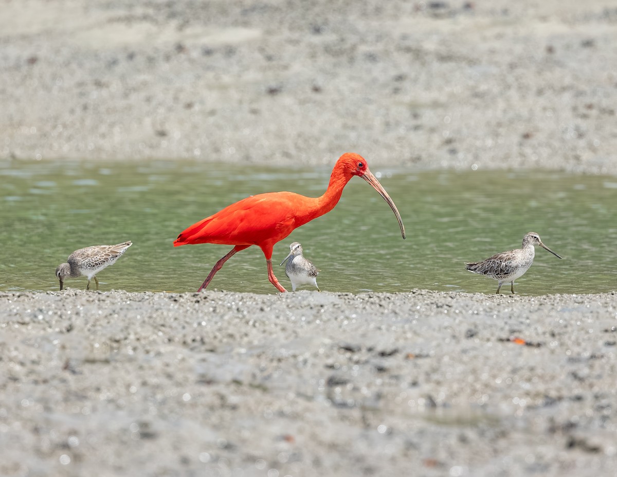 Al Aynak - ML646717452