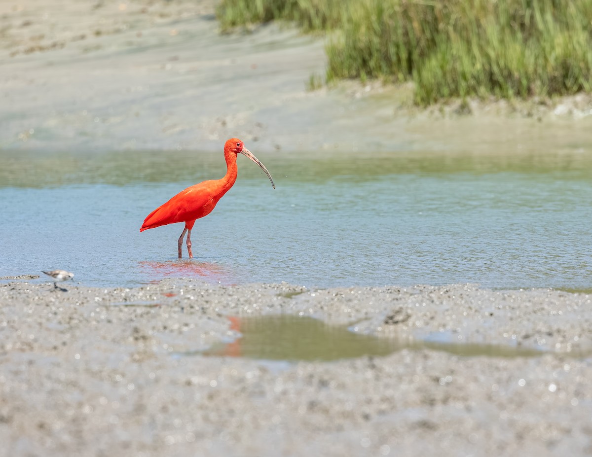 Al Aynak - ML646717453