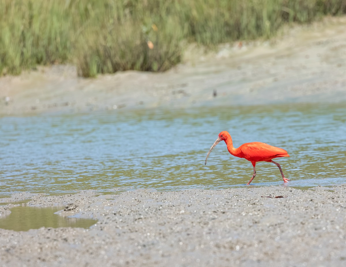 Al Aynak - ML646717455