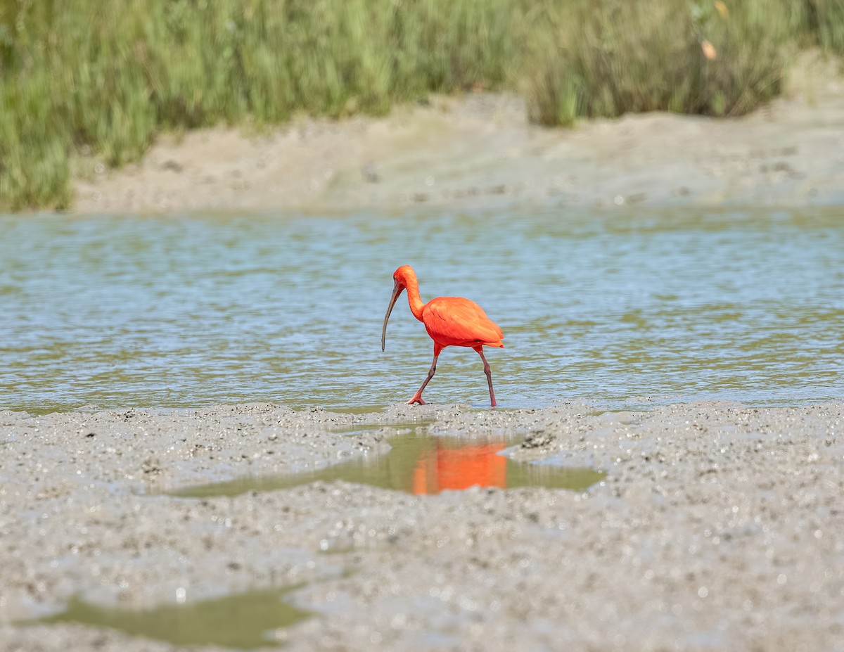 Al Aynak - ML646717456