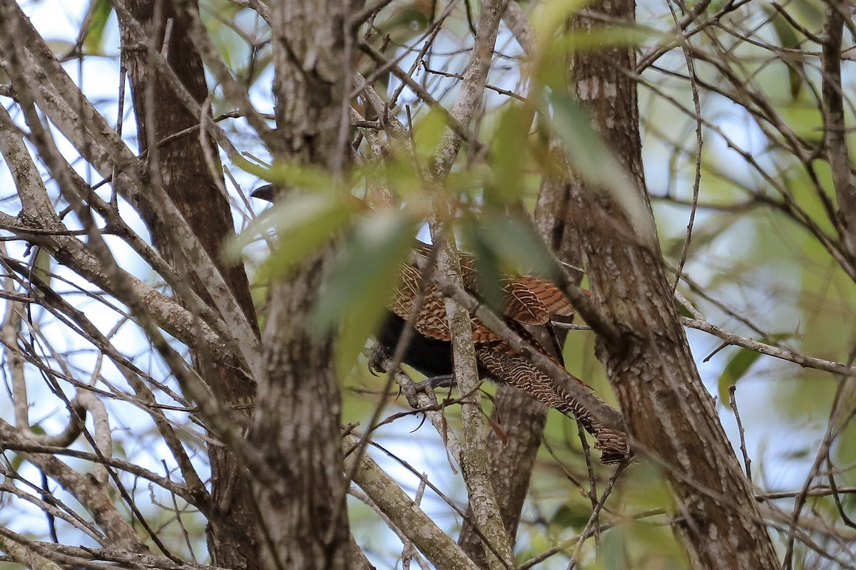 Pheasant Coucal - ML646717457