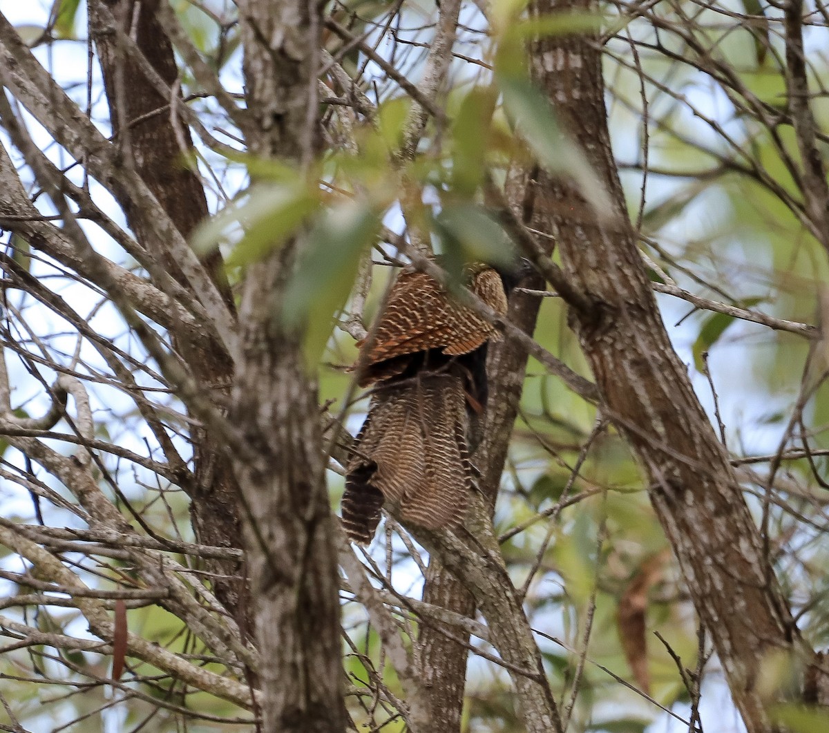 Pheasant Coucal - ML646717458