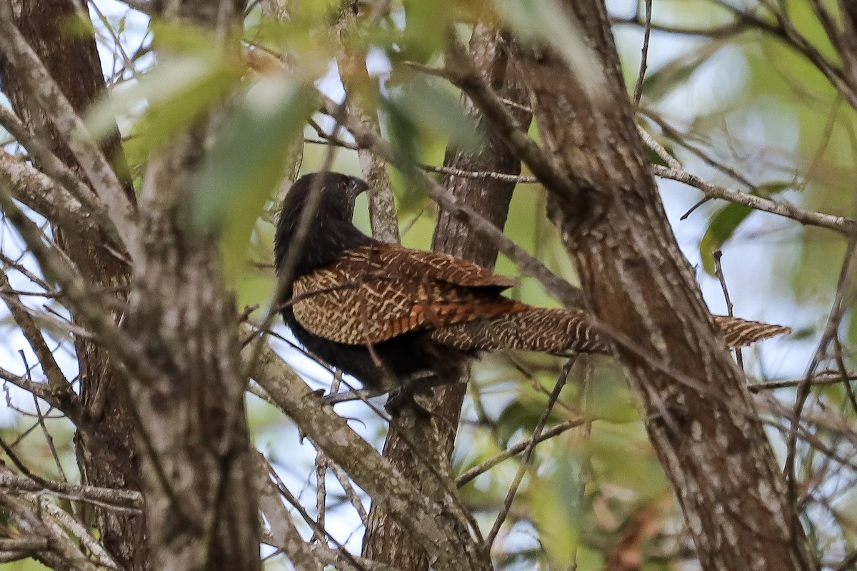 Pheasant Coucal - ML646717459