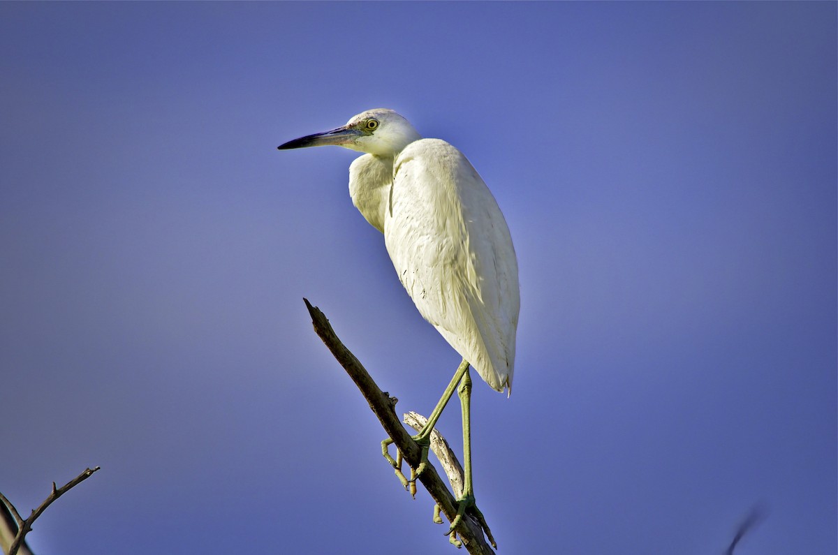 לבנית כחולה קטנה - ML646717460