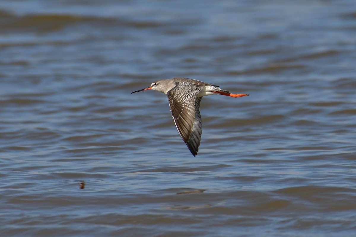 Spotted Redshank - ML646717461