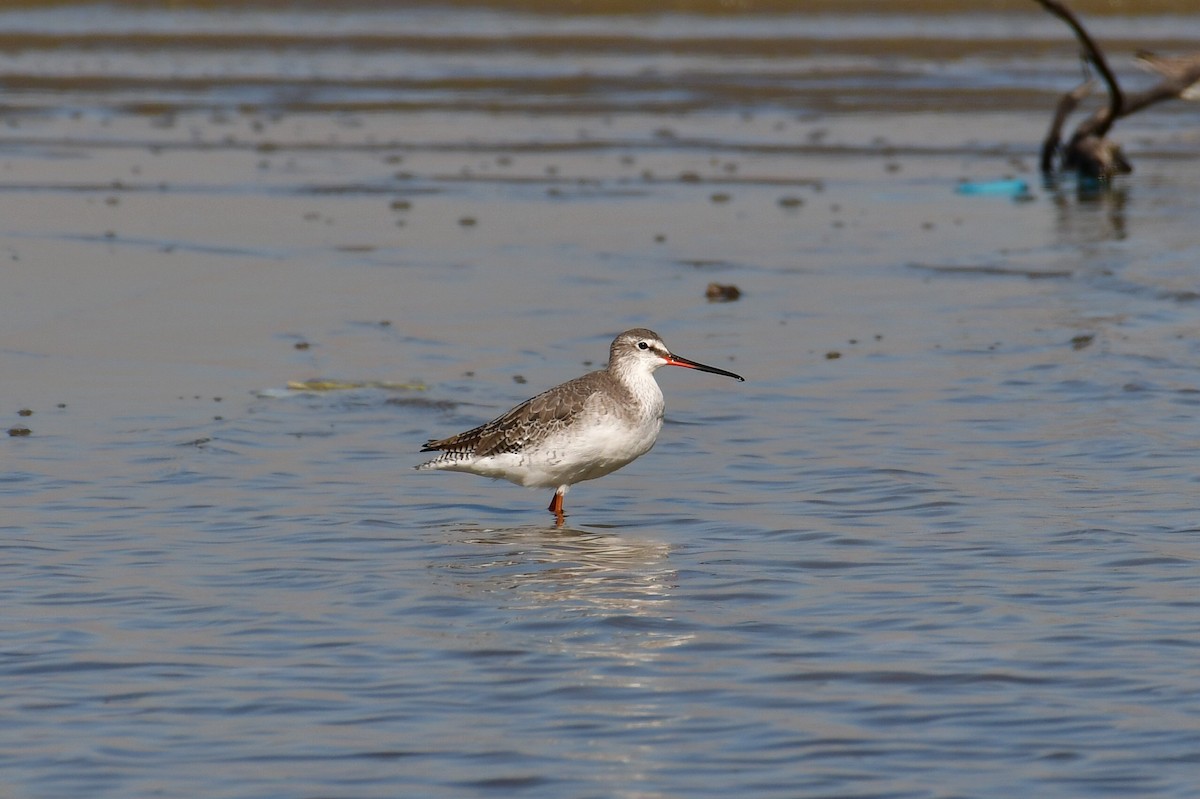 Spotted Redshank - ML646717462