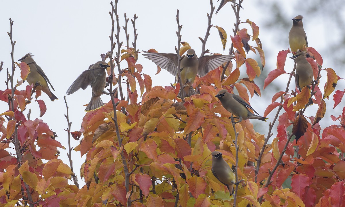 Buztanori amerikarra - ML646717463