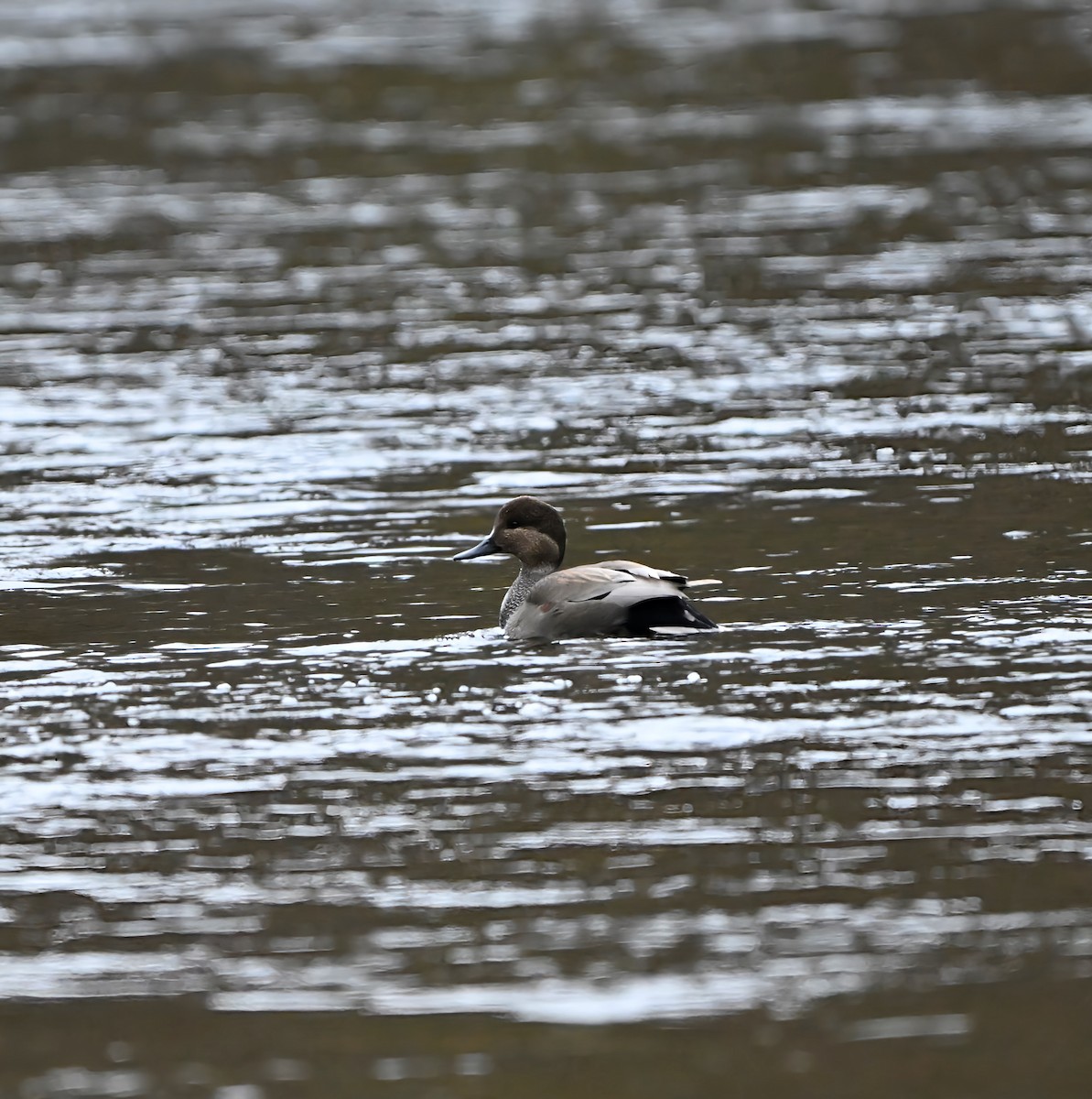 Boz Ördek - ML646717466