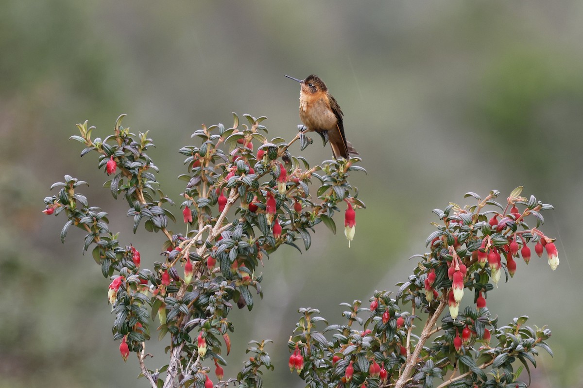 Shining Sunbeam - ML646717469