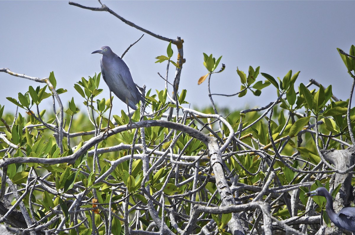 לבנית כחולה קטנה - ML646717470