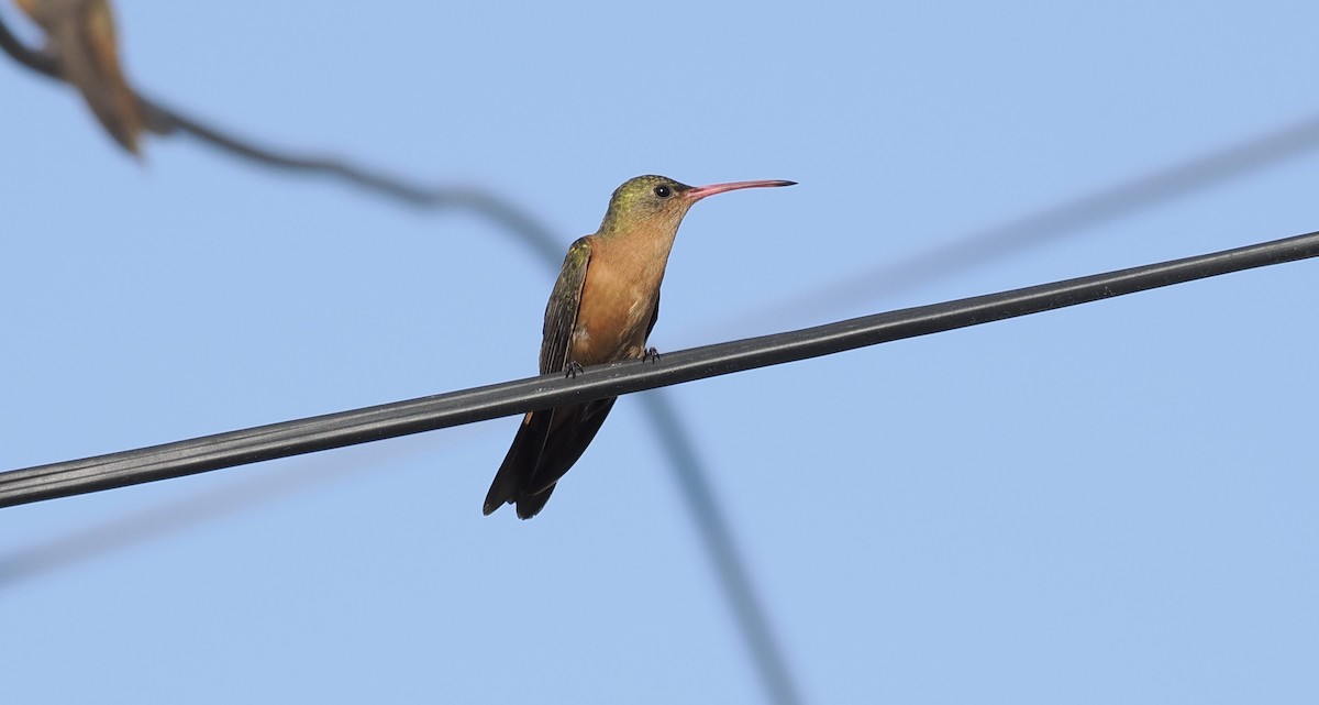 Cinnamon Hummingbird - ML646717471