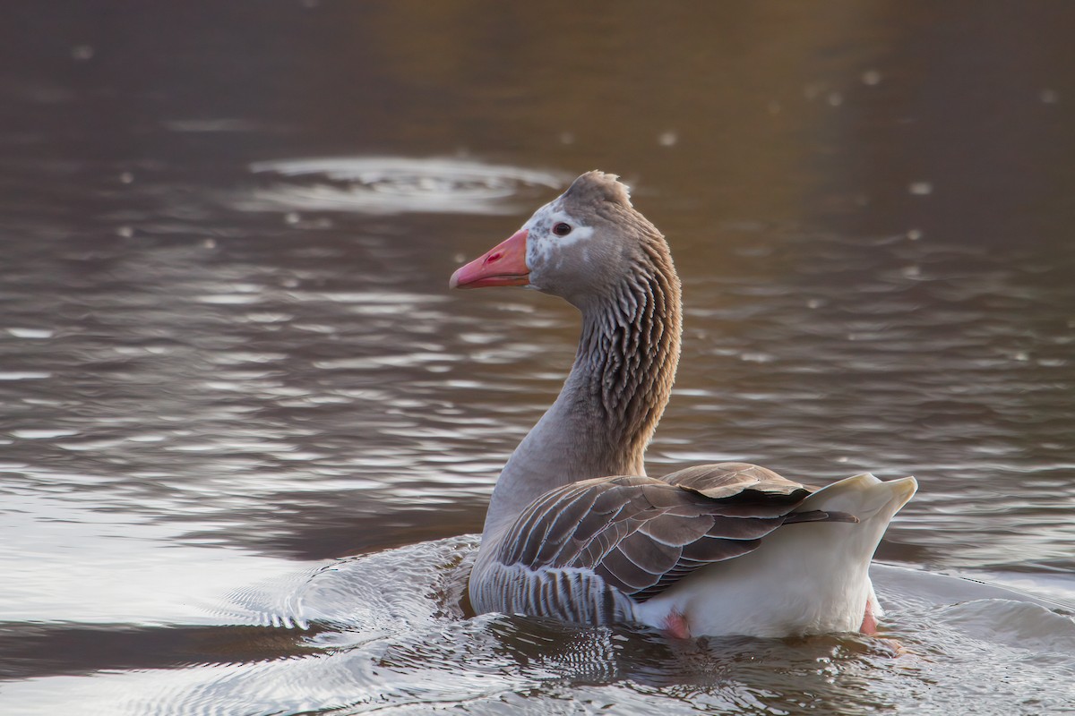 Domestic goose sp. (Domestic type) - ML646717472