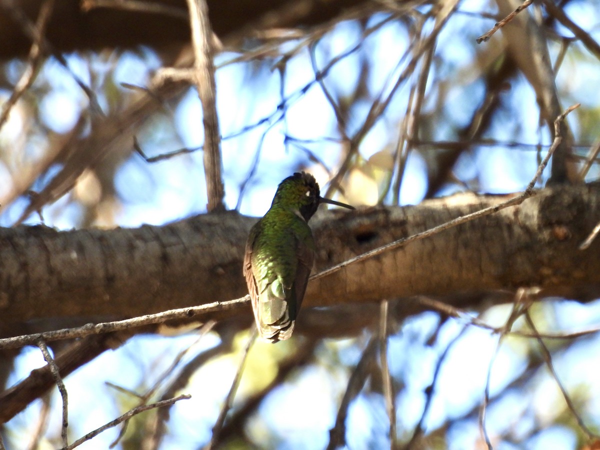 Rivoli's Hummingbird - ML646717473