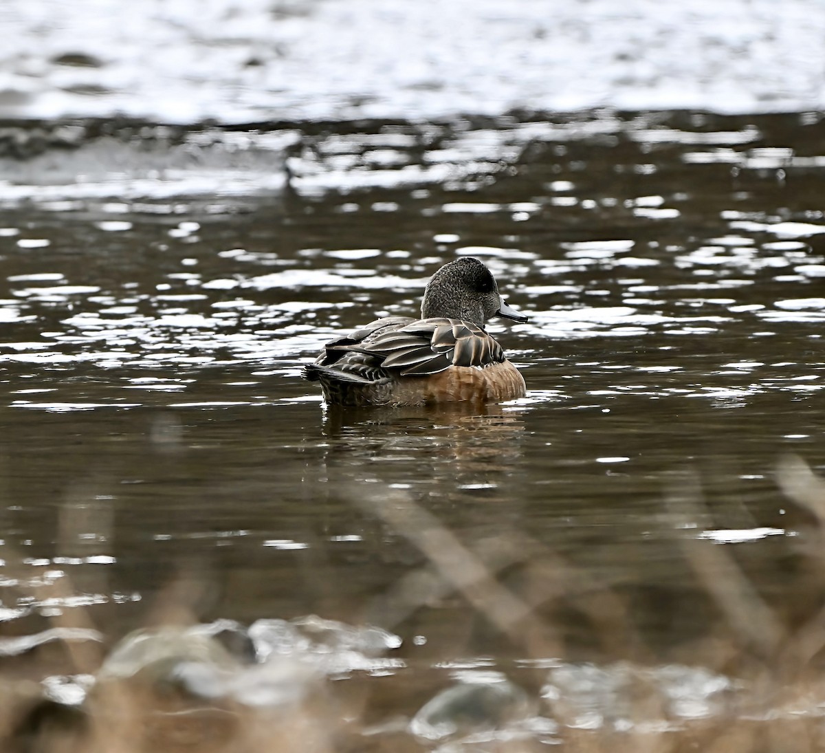 Amerika Fiyusu - ML646717474