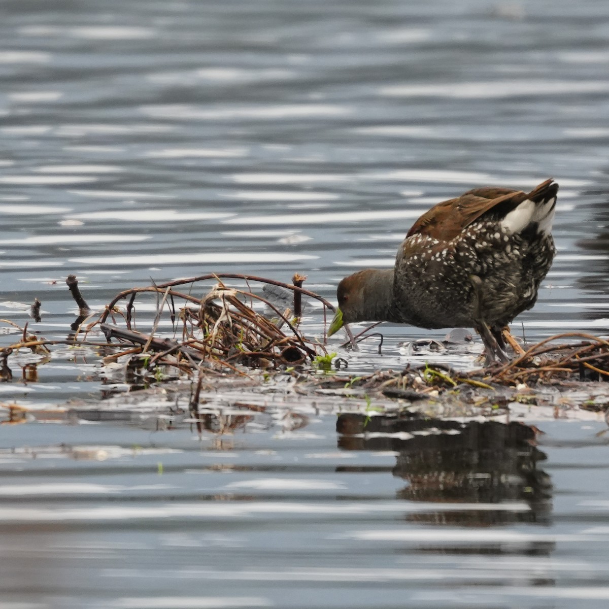 Spot-flanked Gallinule - ML646717475