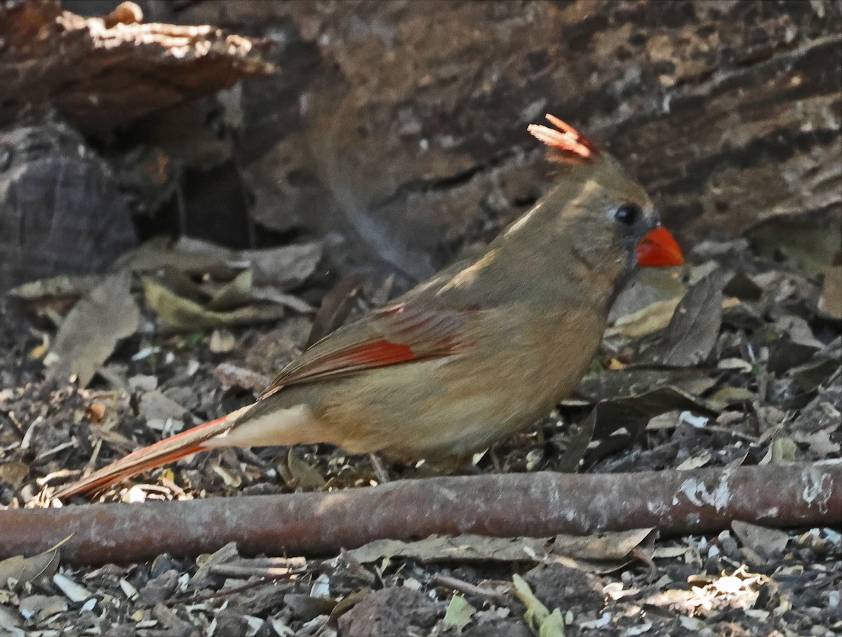 Northern Cardinal - ML646717476
