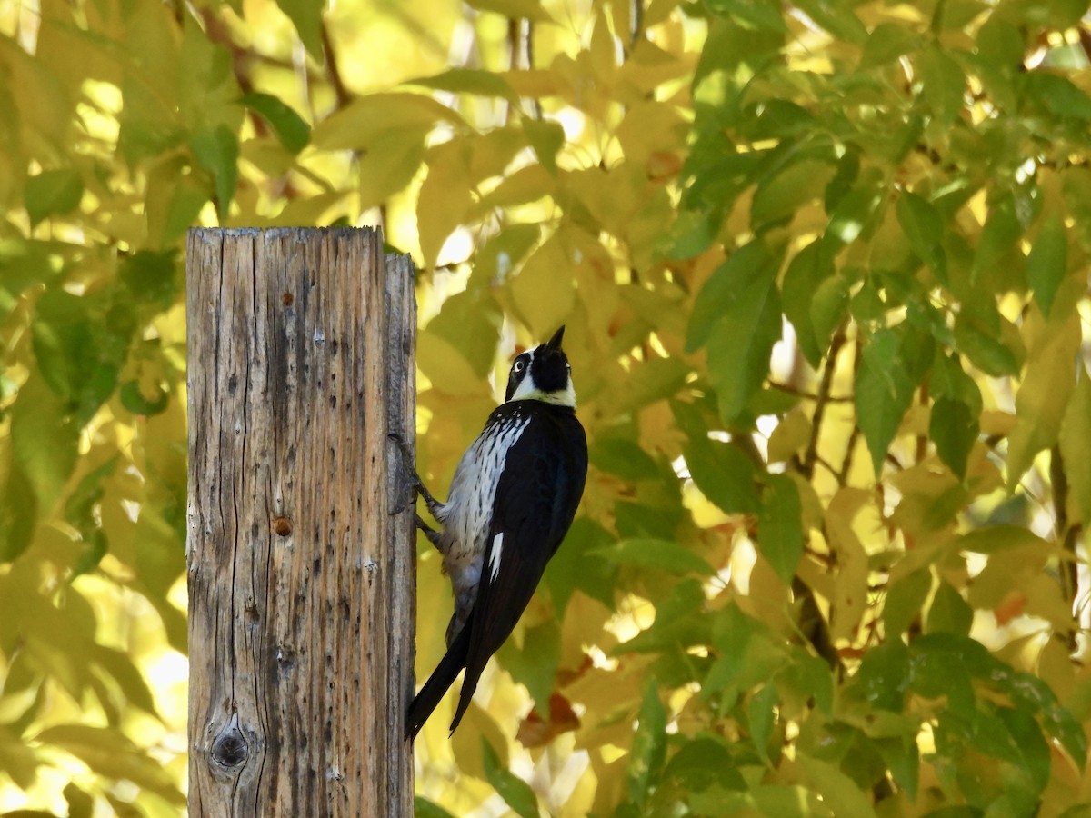 Acorn Woodpecker - ML646717479