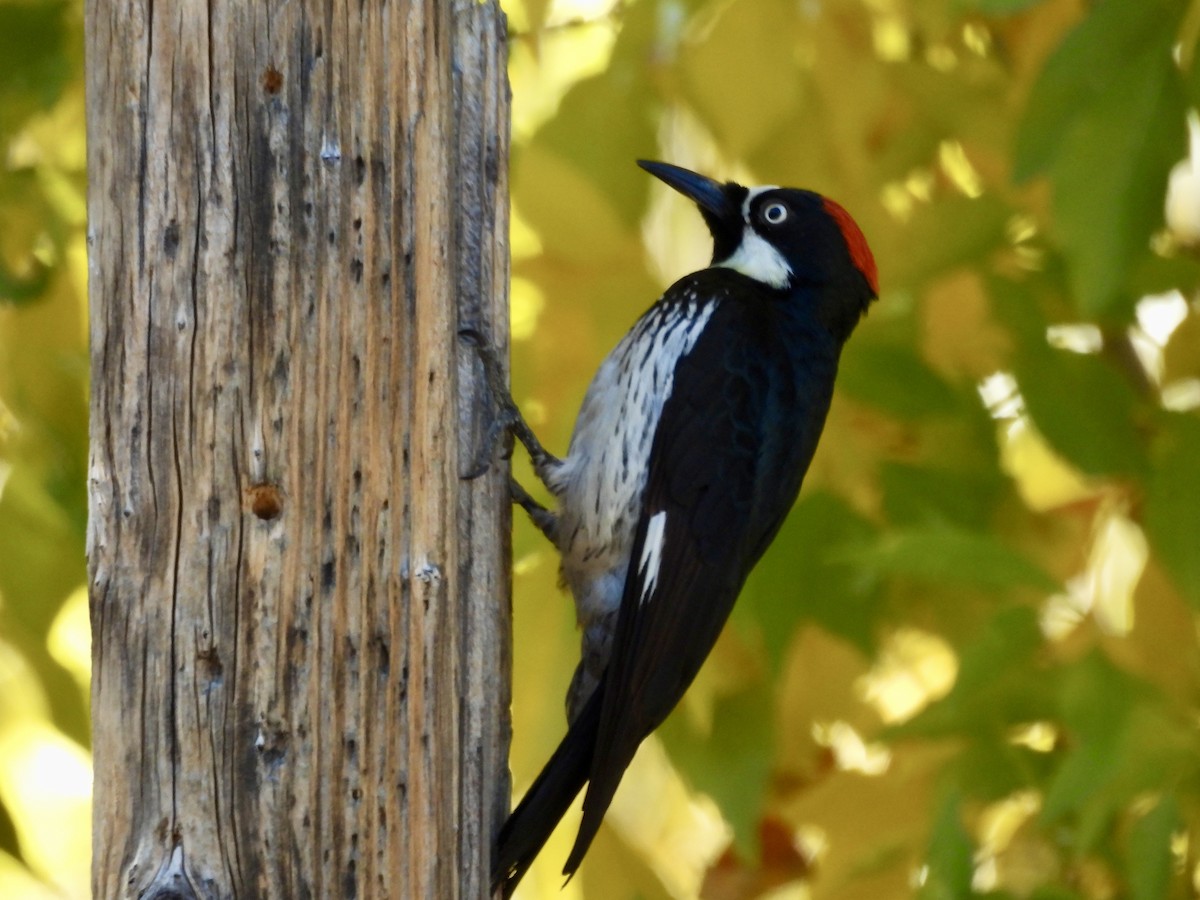 Acorn Woodpecker - ML646717480