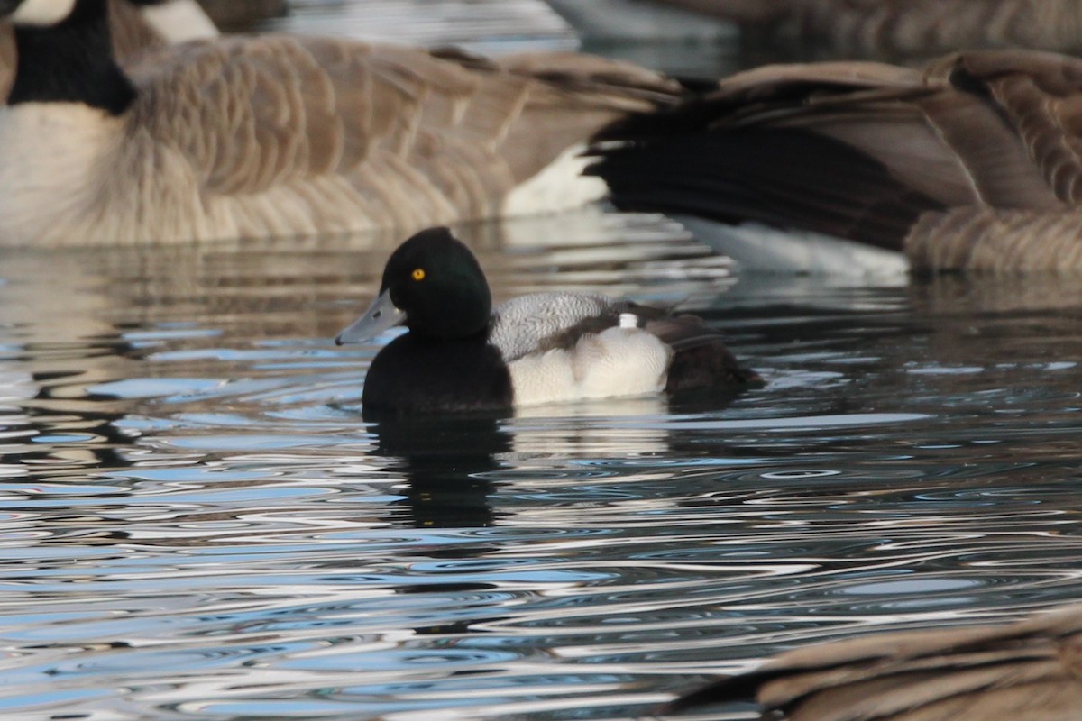 Lesser Scaup - ML646717483