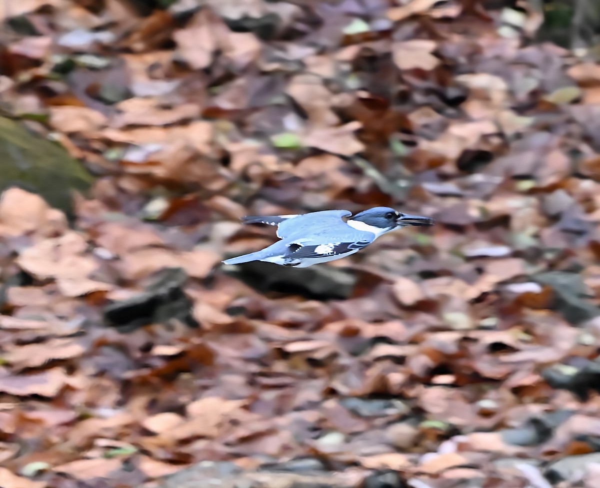 Belted Kingfisher - ML646717484