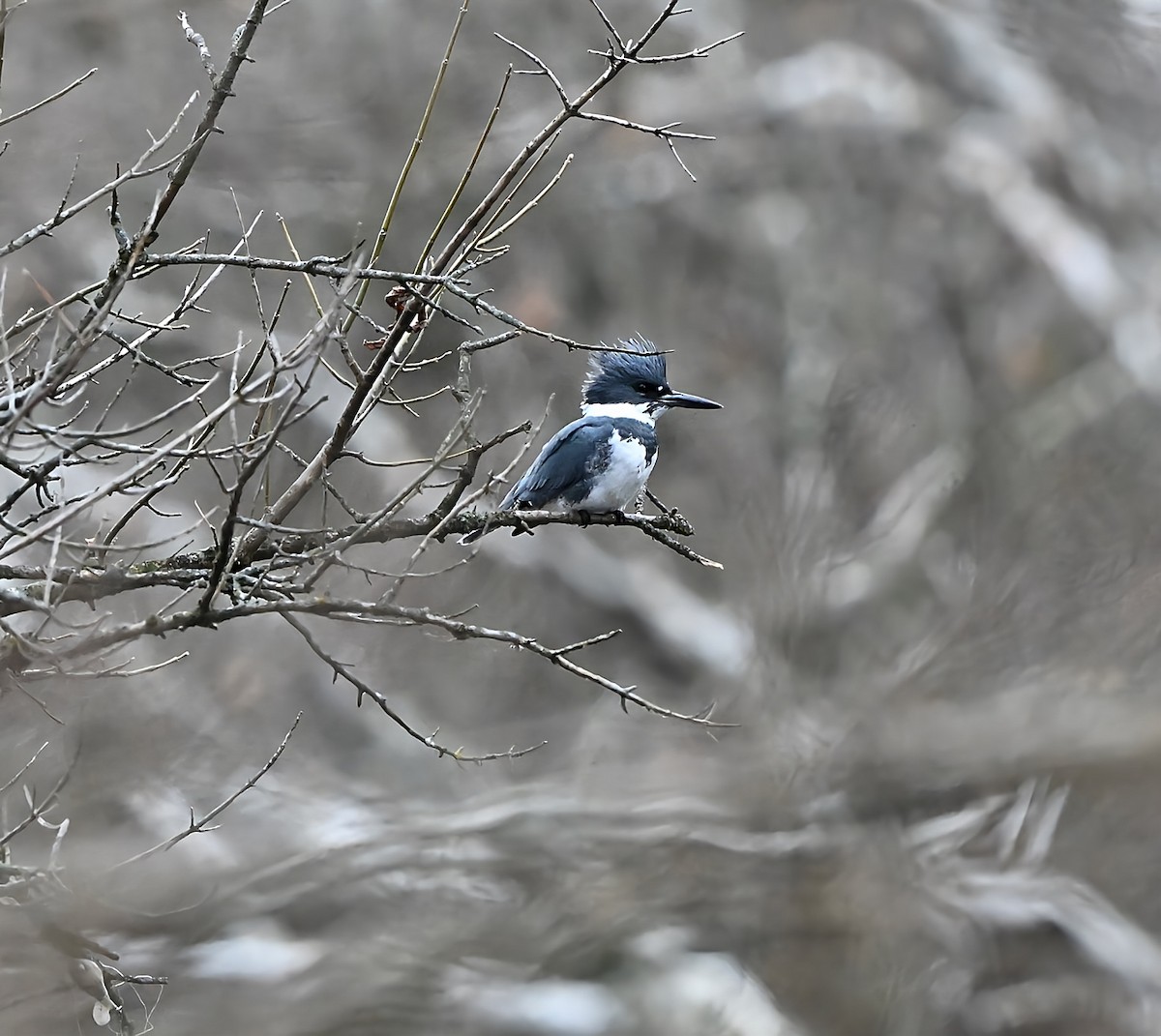 Belted Kingfisher - ML646717485