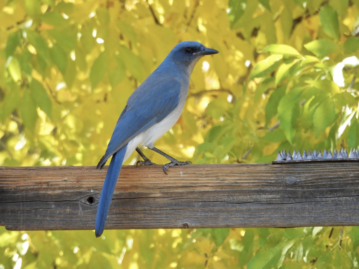 Mexican Jay - ML646717486