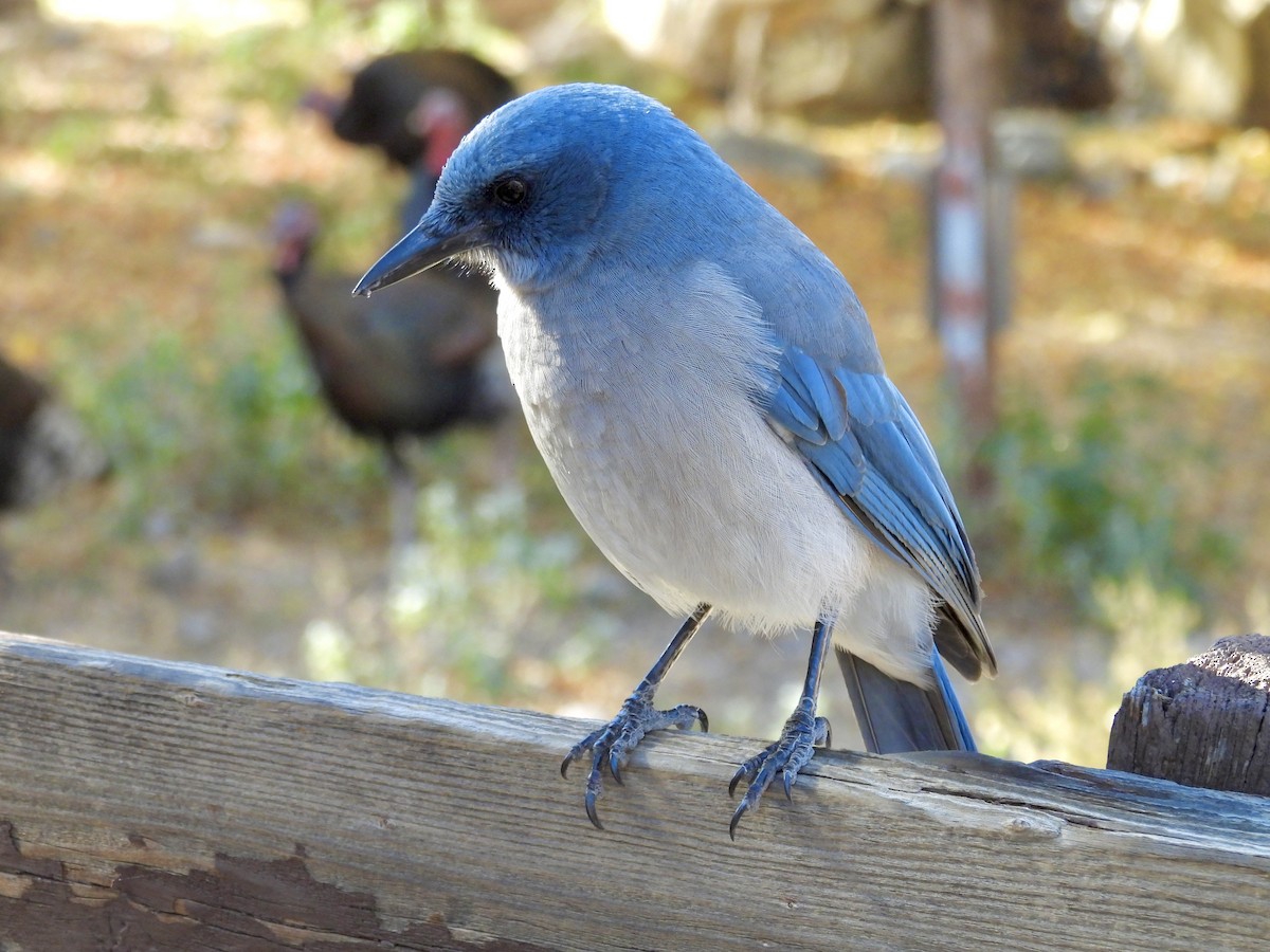 Mexican Jay - ML646717487
