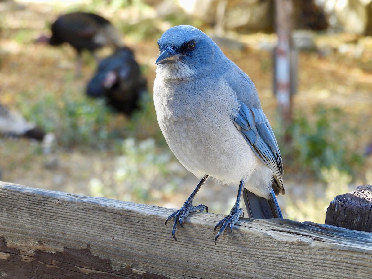 Mexican Jay - ML646717488