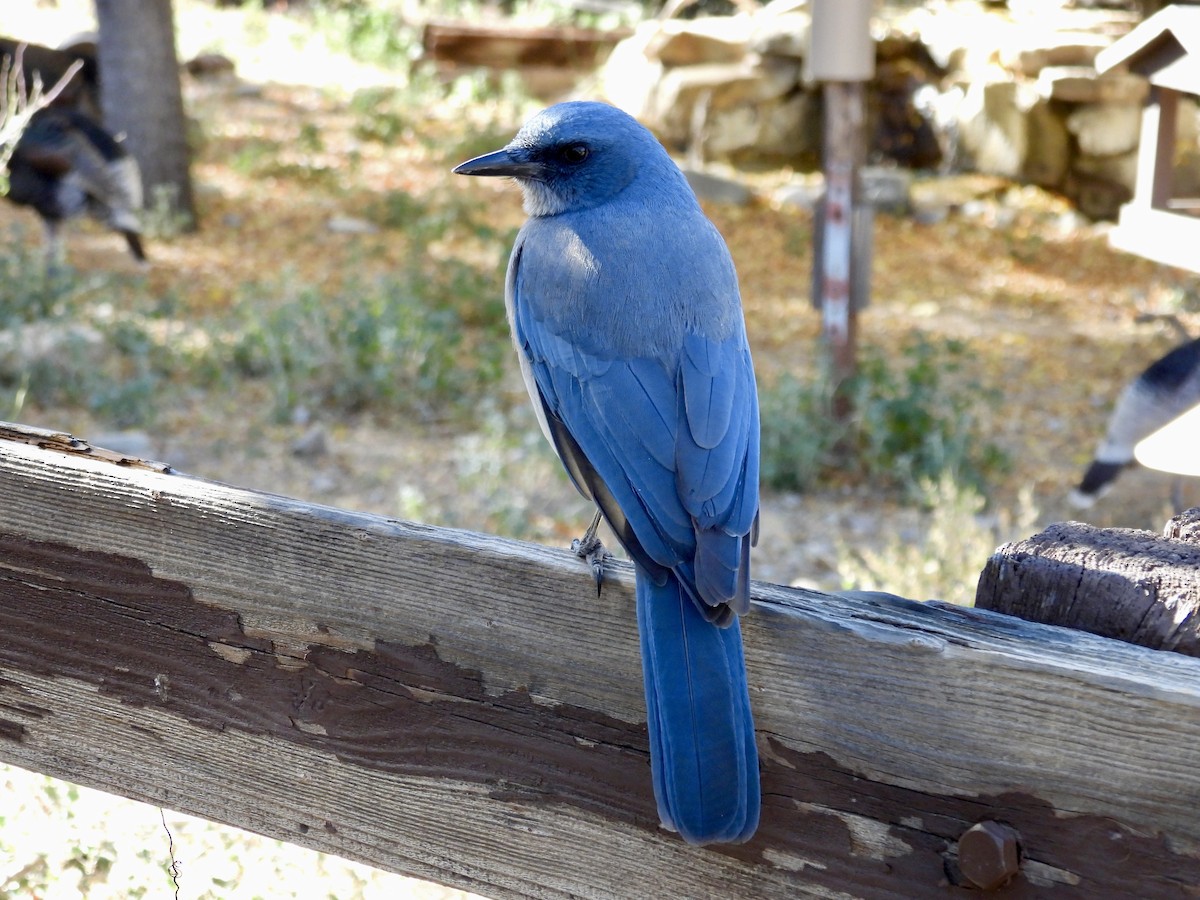 Mexican Jay - ML646717489