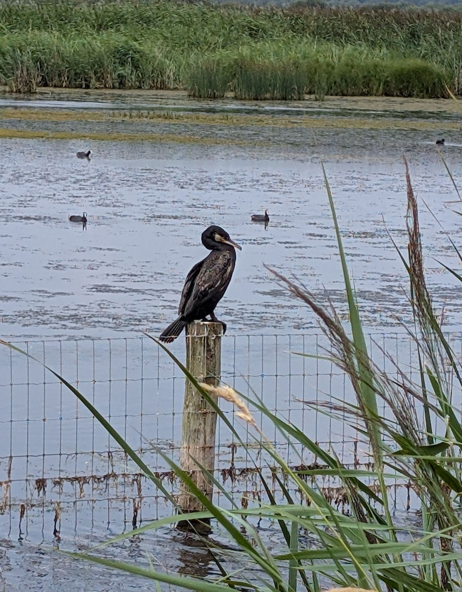 Great Cormorant - ML646717490