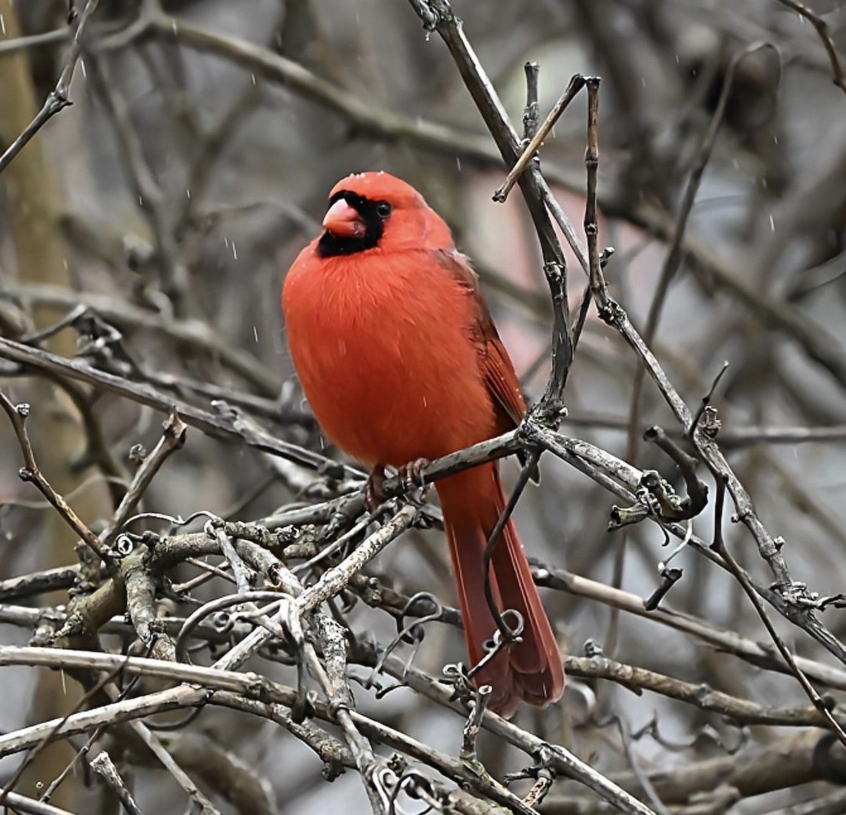 Northern Cardinal - ML646717491