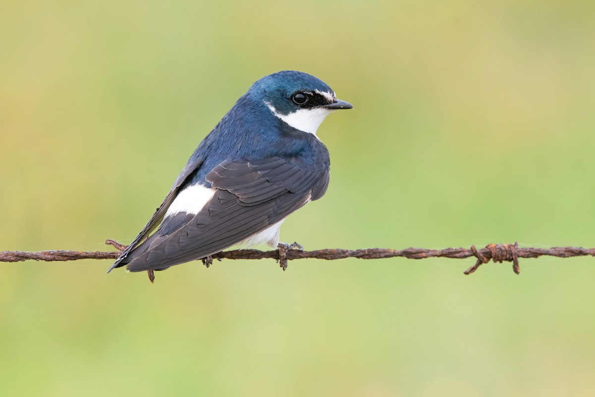 White-rumped Swallow - ML646717493