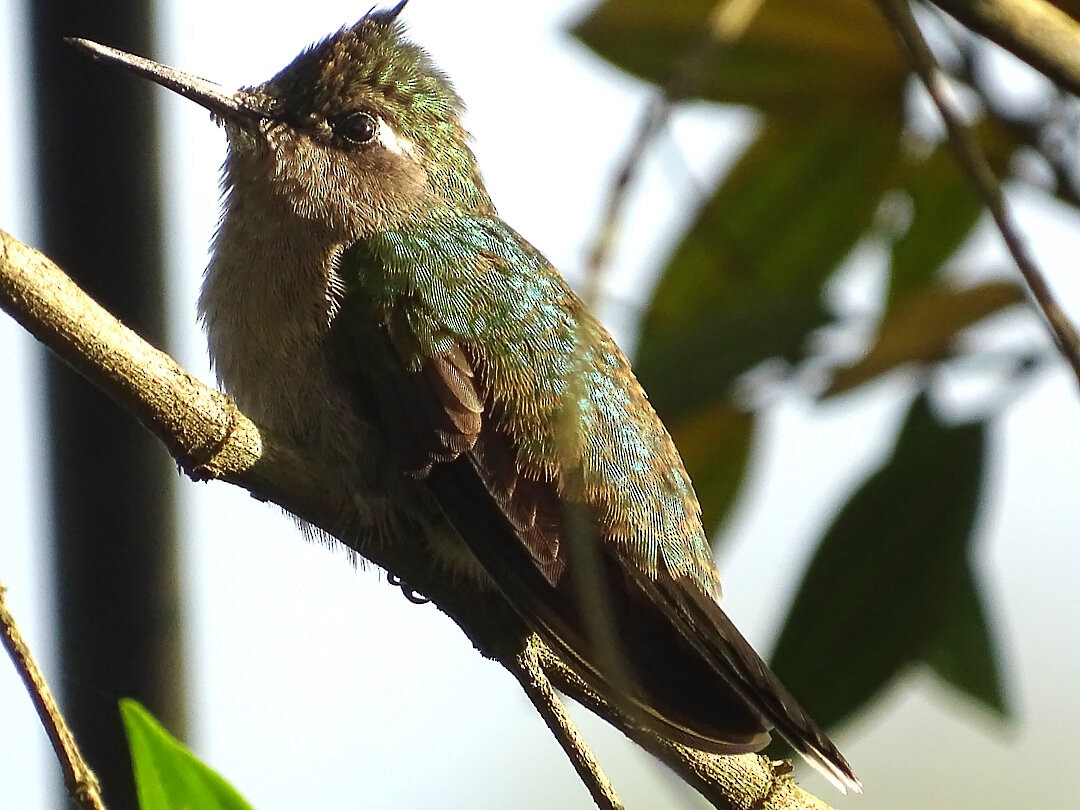Purple-crowned Plovercrest - ML646717496