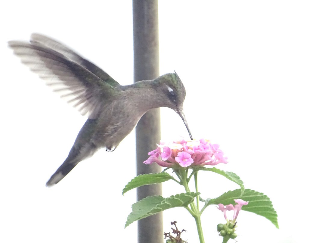 Purple-crowned Plovercrest - ML646717497