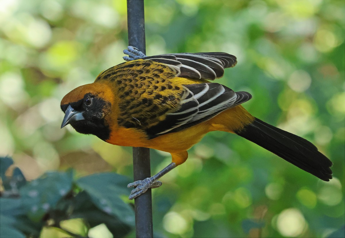 Altamira Oriole - ML646717498