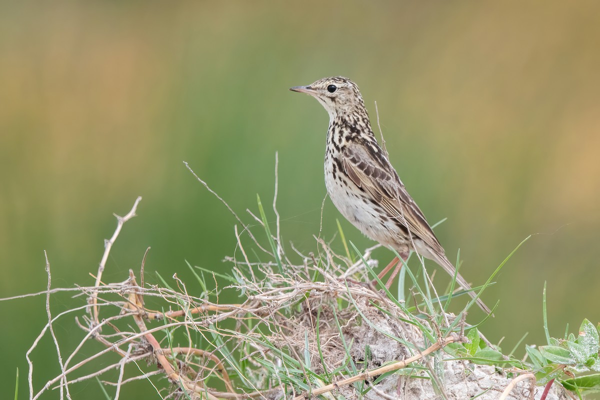 Correndera Pipit - ML646717500