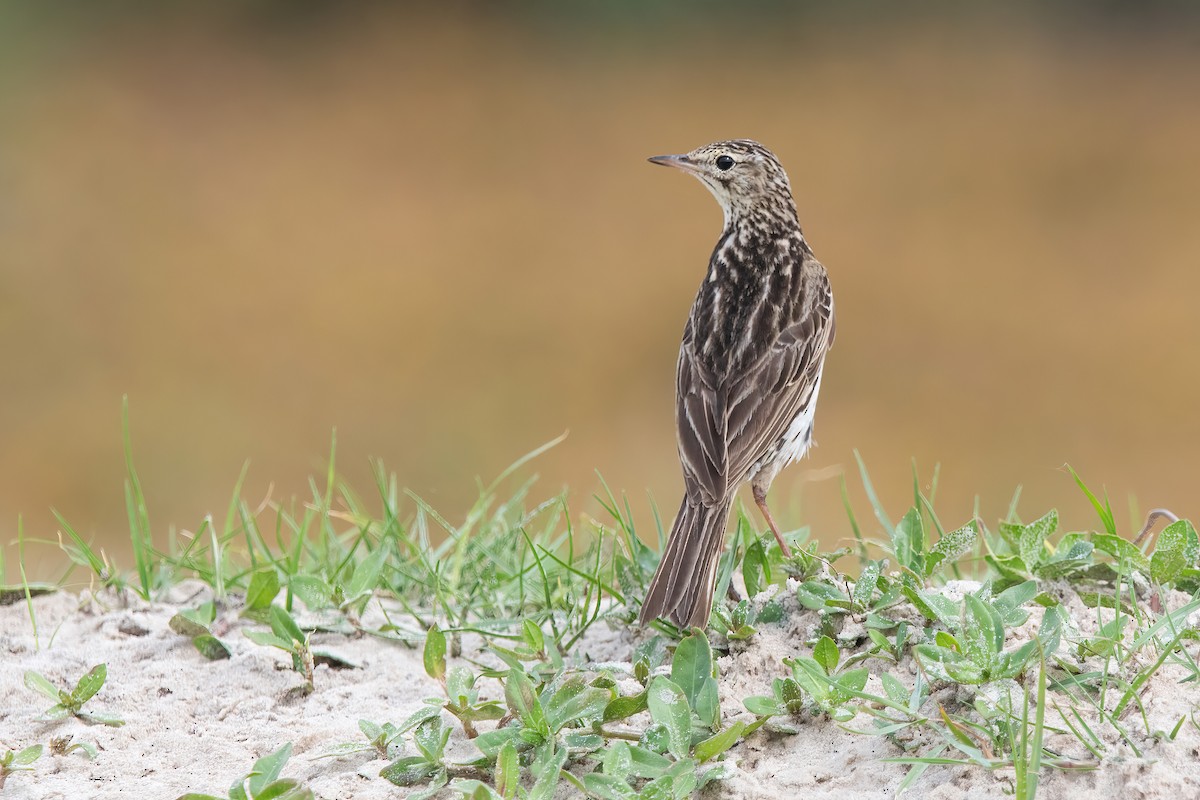 Correndera Pipit - ML646717501