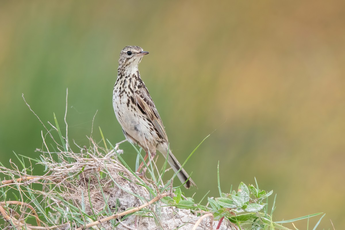 Correndera Pipit - ML646717502