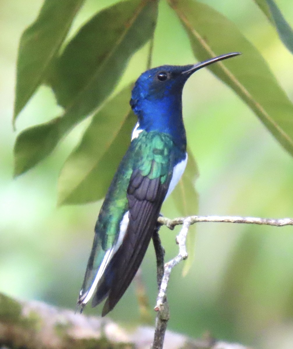White-necked Jacobin - ML646717503