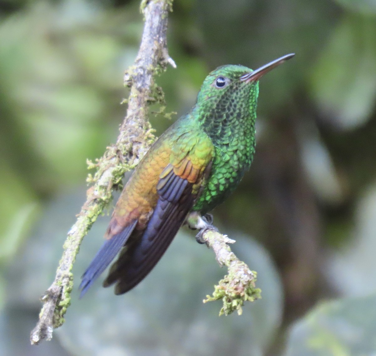 Copper-rumped Hummingbird - ML646717504