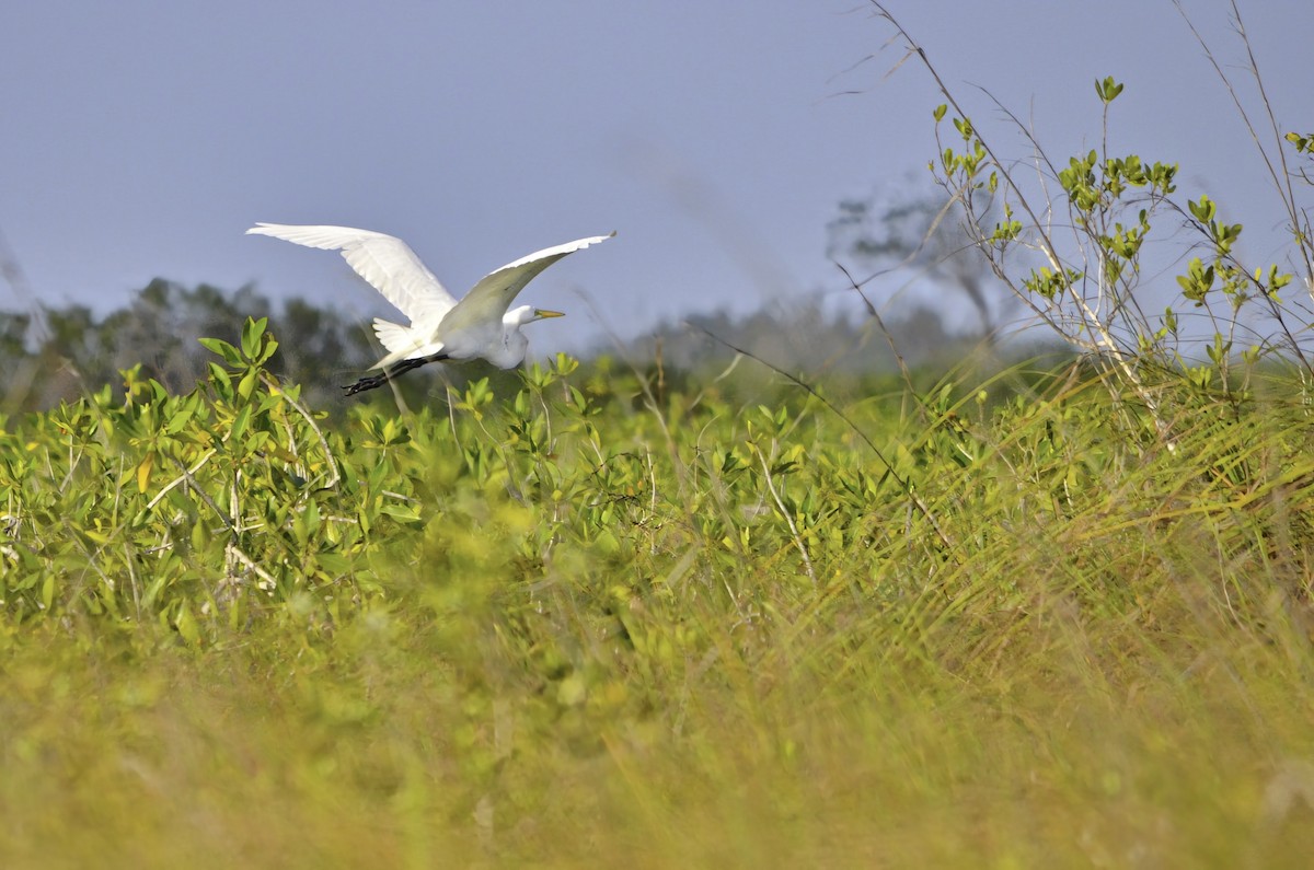 Great Egret - ML646717506